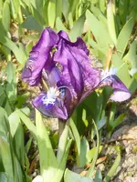 P1050009Iris pumila.webp