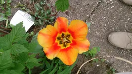 DSC_0030.webp