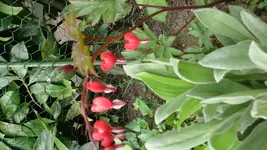 DSC_0039.jpg