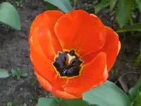 P1000630.webp