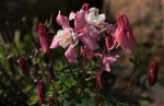Akelei_weiss_rosa_pink_Blüten_800.JPG
