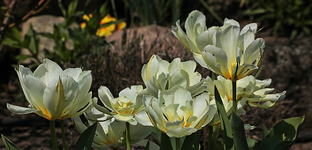 Tulpen_grün_weiss_voll erblüht_full bloom_700.webp