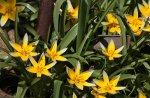 Wildtulpen_700.JPG