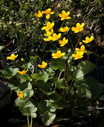 Sumpfdotterblume_gelb_Blüte_700.webp
