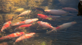 Shubunkin_Sarasa_Goldfische_700.webp