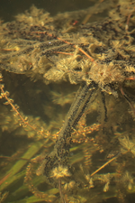 Erdkrötenlaich_700.webp
