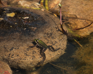 Teichfrosch_vorjähriger Jungfrosch_700.webp