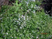 IMG_7591.webp