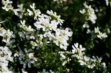 IMG_1843.webp