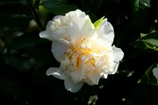 IMG_1849.webp