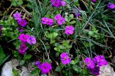 IMG_1850.webp