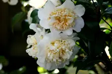 IMG_1853.webp