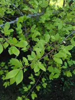 IMG_20170410_162548.webp