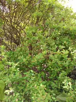 IMG_20170409_143634.webp