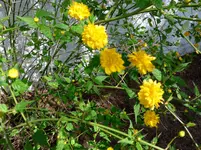 P1000460.webp
