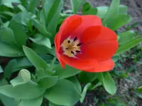 P1000456.webp