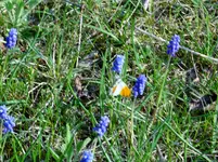 P1000452.webp