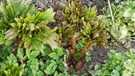20170410_191129_001.webp