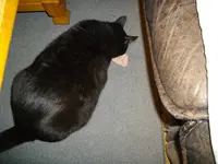 IMGP3702.webp