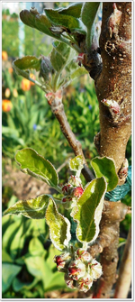 Apfelbaum 2a.webp