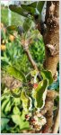 Apfelbaum 2a.jpg