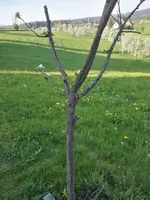 baum1a.webp