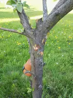 baum1b.webp