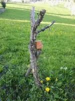 baum2.jpg