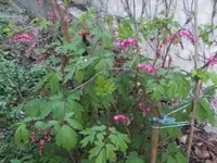 BILD6341.webp