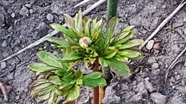 170410 Kleine Bauernpäonie.webp