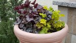 170405   Heuchera - Helden des Winters.jpg