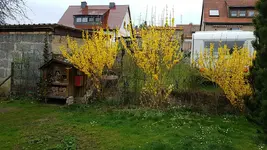 170405   Forsythien im Norden.jpg