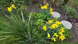 170405 Dazwischen Taglilien.jpg