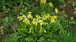 170405 Himmelsschlüsselchen.webp