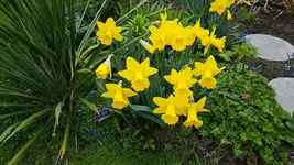 170405 Hohe Narzissen, Scilla.webp