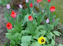 P1000473.webp