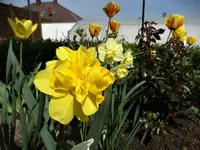 DSC09275.webp