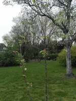 IMG_20170412_193606.webp