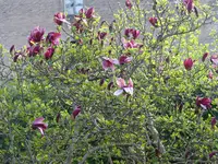 IMG_7737.webp