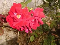 Bilda385.webp
