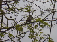 P1300386.webp