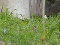 P1300391.webp