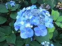DSCI0093.webp