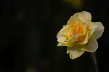 k-NP1A8614-1.webp