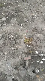 IMG-20170413-WA0002.jpg