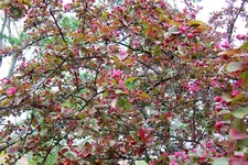 100_3793.webp