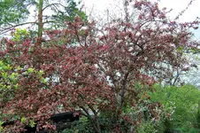 100_3795.webp