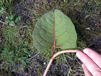 image.webp