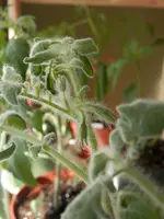 P4120377.webp