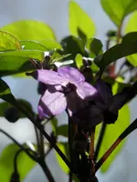 P4120388.webp